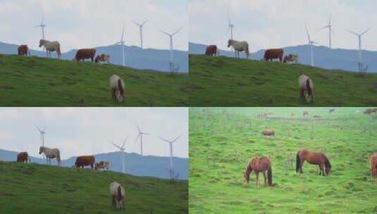 乌蒙大草原牛群马儿吃草高清在线视频素材下载
