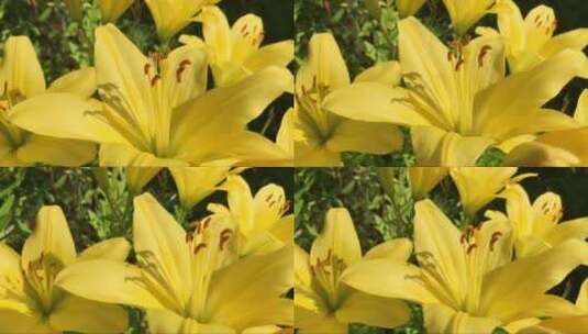 美丽的黄色百合花高清在线视频素材下载