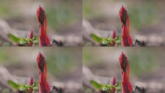 红色小花的花蕾高清在线视频素材下载