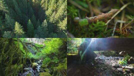 原始森林优质水源山泉水高清在线视频素材下载