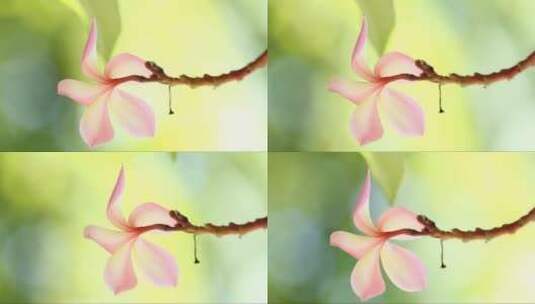 摇曳的粉色花朵高清在线视频素材下载