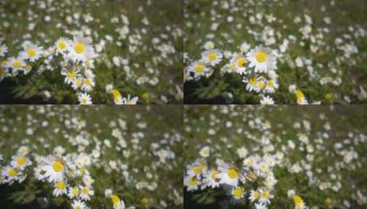 草地上的白色雏菊花田高清在线视频素材下载