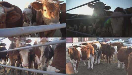 肉牛养殖农民高清在线视频素材下载