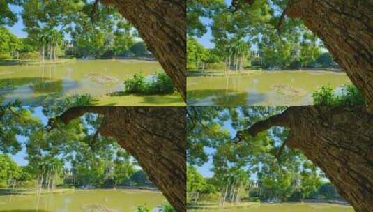 人民公园池塘边的古树高清在线视频素材下载