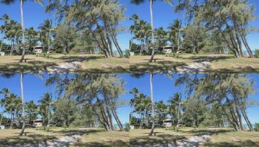 海滩的棕榈树高清在线视频素材下载