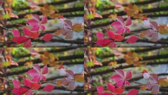 秋天红叶高清在线视频素材下载