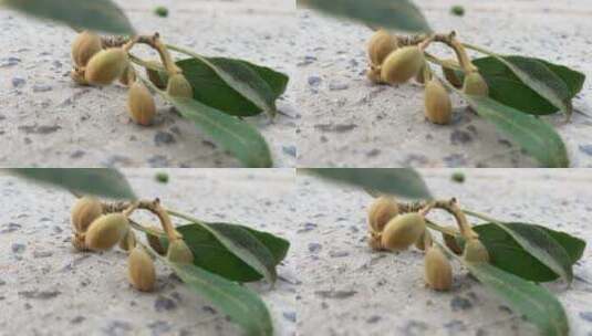 泡桐树种子高清在线视频素材下载