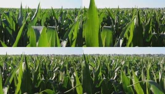 田间玉米种植，现代农业高清在线视频素材下载