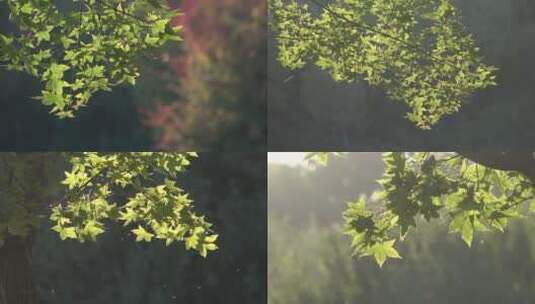 翠绿的枫树叶高清在线视频素材下载