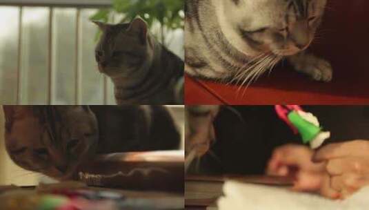 猫家居宠物猫咪可爱的猫高清在线视频素材下载