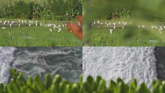 湿地鸟群高清在线视频素材下载