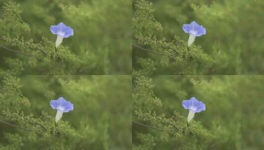 喇叭花朵高清在线视频素材下载