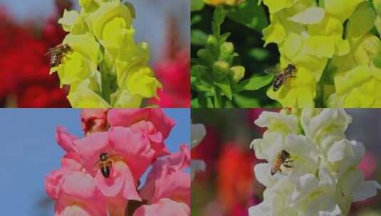 春天蜜蜂采蜜合集高清在线视频素材下载