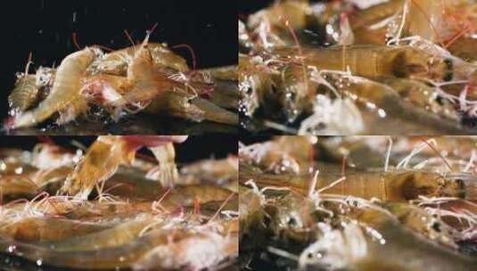新鲜食材鲜活基围虾对虾视频素材高清在线视频素材下载