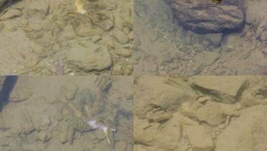 生态溪水野生溪鱼石斑鱼合集高清在线视频素材下载