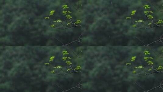 江南春天春雨雨滴绿色植物升格空镜高清在线视频素材下载