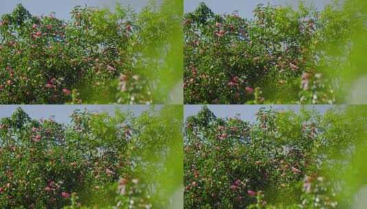 春天树上开满了红色的茶花高清在线视频素材下载