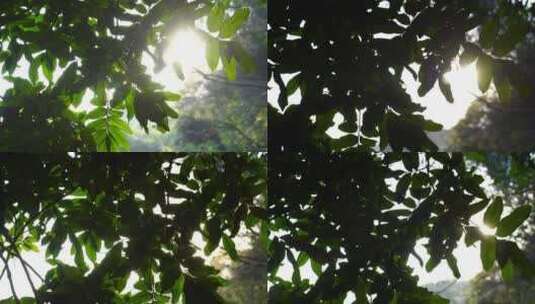 阳光穿过树叶风吹树叶唯美逆光榕树叶太阳光高清在线视频素材下载