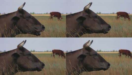 黑色的牛在草原上吃草高清在线视频素材下载