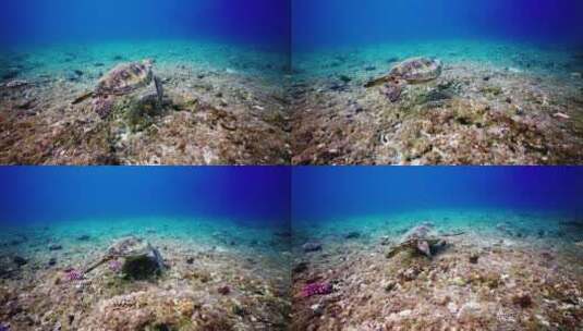 海龟游泳慢动作高清在线视频素材下载