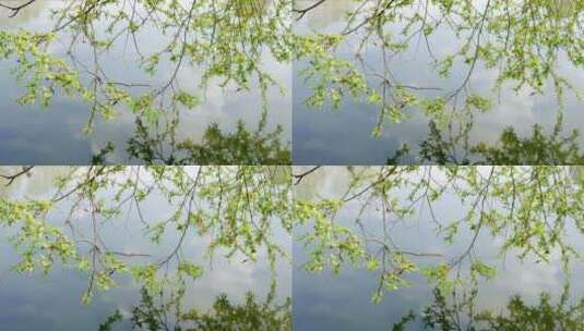 春天阳光下的柳树枝条高清在线视频素材下载