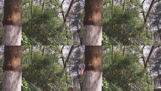 森林树木空镜01高清在线视频素材下载