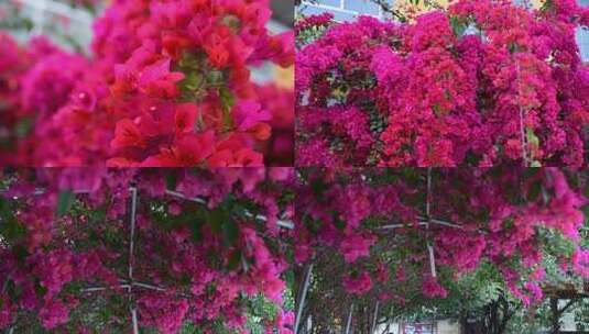 红花 红色的花 观赏花高清在线视频素材下载