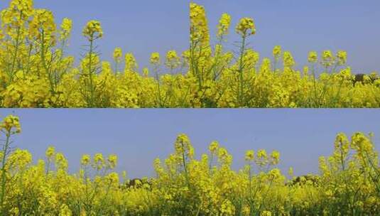 春暖花开油菜花花海高清在线视频素材下载