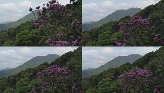 杜鹃花花海高清在线视频素材下载