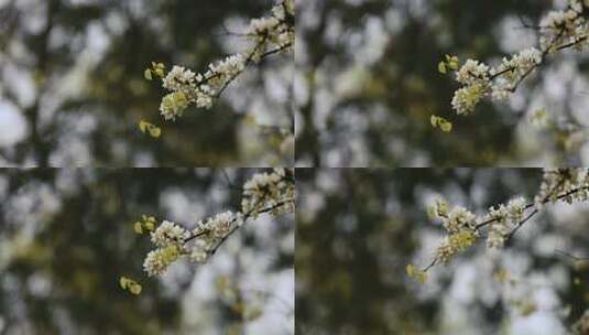 【正版素材】自然樱花含苞待放高清在线视频素材下载