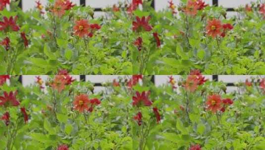夏天花池里的红色大丽菊大理花高清在线视频素材下载
