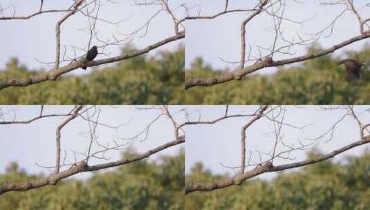 在枝头的黑乌鸦高清在线视频素材下载