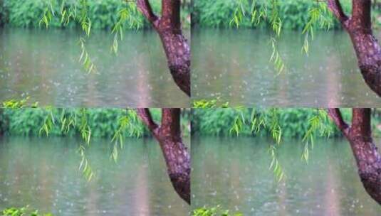 4K50帧高速拍摄雨中的柳树垂条高清在线视频素材下载