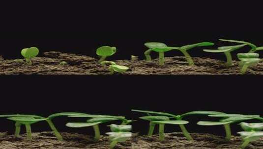 垂直发芽种子延时高清在线视频素材下载