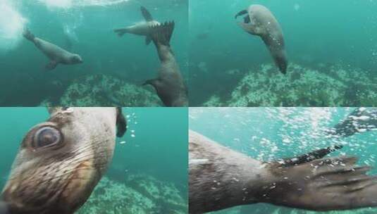 海豹 海底斑海豹高清在线视频素材下载