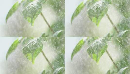 雨中的绿植高清在线视频素材下载