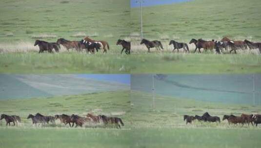 内蒙草原马群在奔跑高清在线视频素材下载