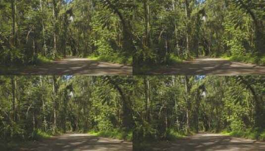森林树林丛林小路推镜热带高清在线视频素材下载