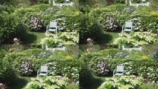 绣球花鲜花花海花园花艺园艺高清在线视频素材下载
