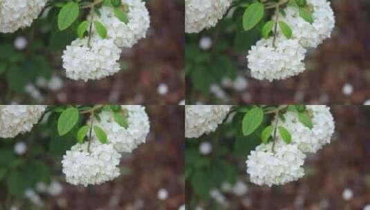 绣球花花卉植物风景高清在线视频素材下载