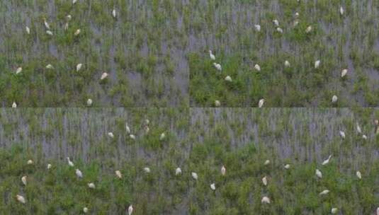 青山绿水一群白鹭飞翔空镜福建泰宁大金湖高清在线视频素材下载