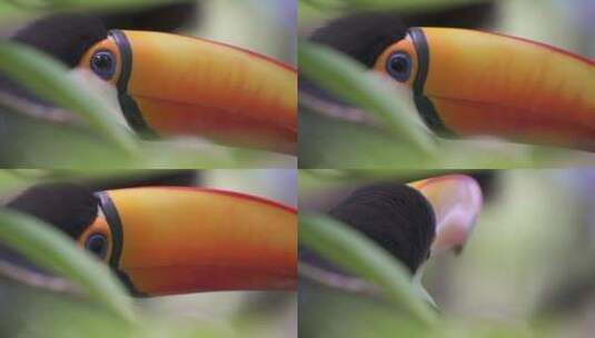 托科巨嘴鸟的极端特写镜头，看起来被大自然好奇地包围着。详细的喙和蓝眼睛高清在线视频素材下载