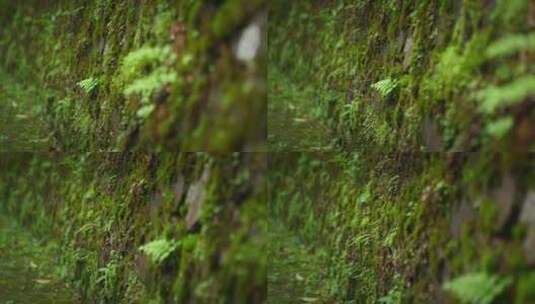 【正版素材】绿色自然石墙苔藓高清在线视频素材下载