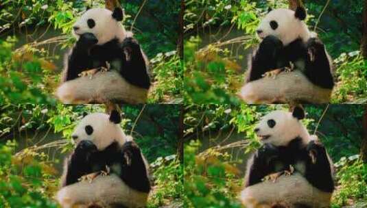 大熊猫吃竹笋、国宝熊猫高清在线视频素材下载