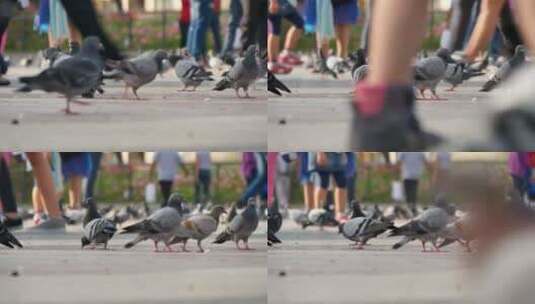 广场上的鸽子高清在线视频素材下载