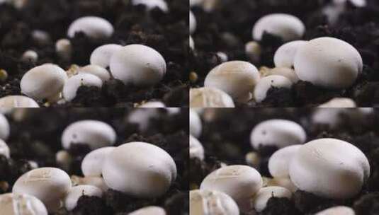 蘑菇生长过程延时视频高清在线视频素材下载