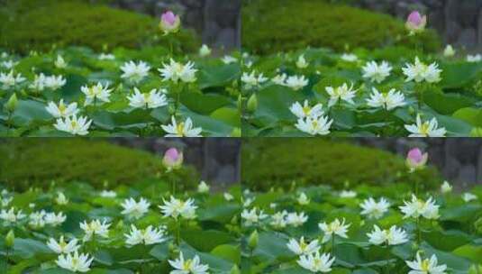 池塘里的白莲花在风中摇曳高清在线视频素材下载