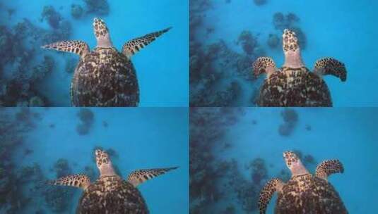 热带海龟高清在线视频素材下载