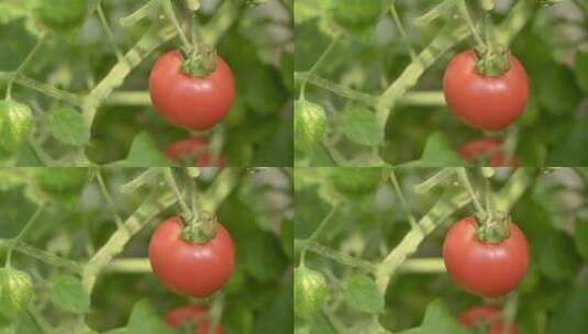 特写菜园里挂着的红色西红柿高清在线视频素材下载