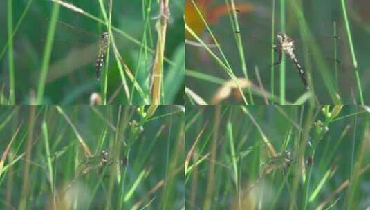 草丛中的蜻蜓高清在线视频素材下载